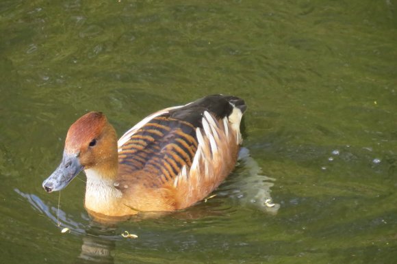 2013-4-24 PRGB WFC Fulvous Whistling Duck